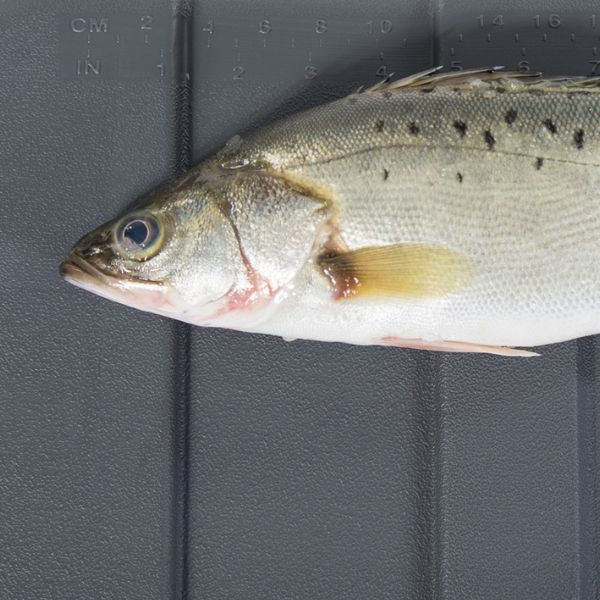 IceMaster køle-/isboks Pro, 50L