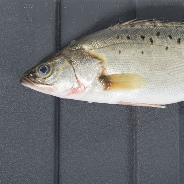 IceMaster køle-/isboks Pro, 120L